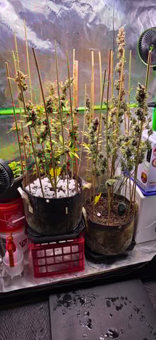 Here We Grow... — flower, day 108