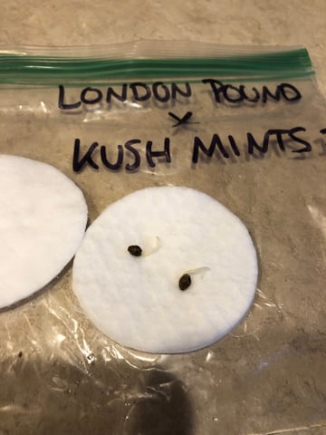 My First Home Grow  — germination, day 1