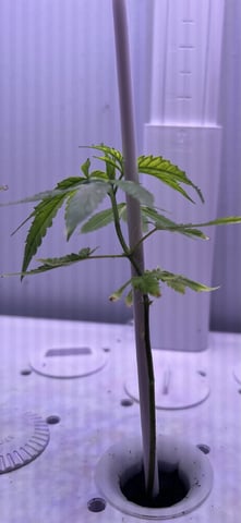 Banjo Clones — vegetative, day 41
