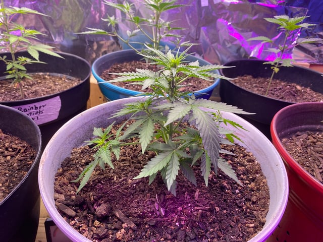 Rainbow Mints — vegetative, day 3