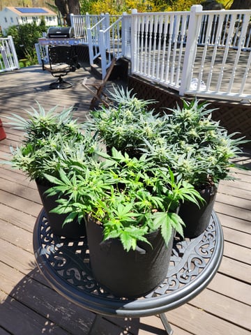 Autoflower grow. my first grow  — flower, day 57