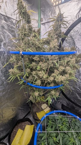 Mixed Grow — flower, day 130