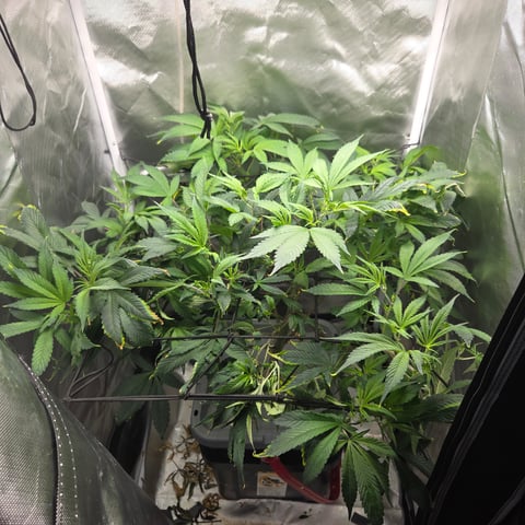 Fast Flowering Photo — flower, day 111