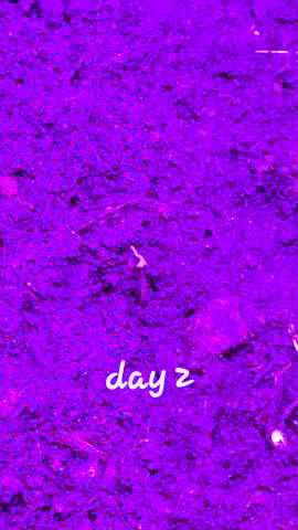 First Grow — grow_setup, day 1