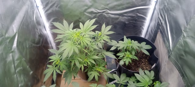 frst grow tent grow — vegetative, day 39
