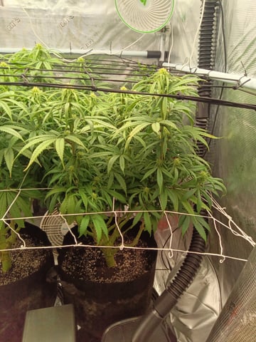 Starfighter/Ohio Guptilla Hybrid — flower, day 3