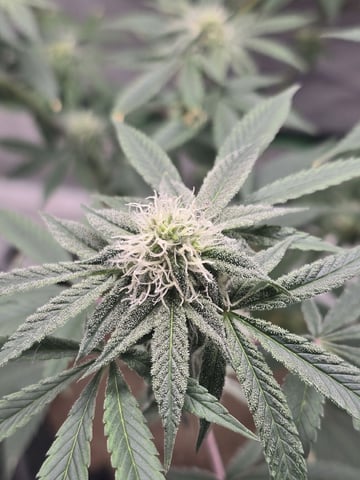 new start — flower, day 129