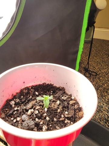 trap n pink — seedling_rooting, day 4