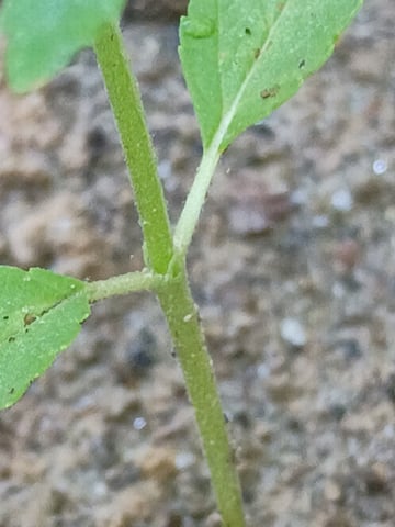 2nd Grow — vegetative, day 36