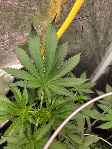 fruitstripe-x-breathworks VS Tropical cherry vs kush cake. vs og haze — vegetative, day 53