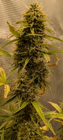 first grow — flower, day 68