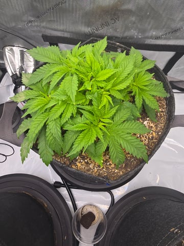 Purple Haze  — vegetative, day 18
