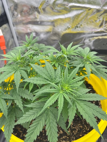 Gorilla Glue auto — flower, day 49