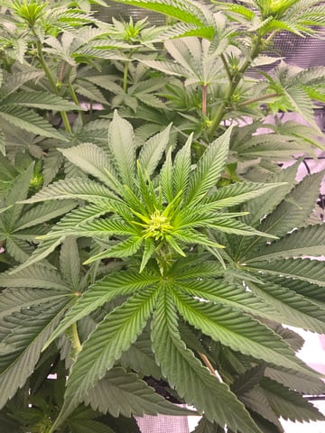 Northern lights #10 (Alaska) — flower, day 48