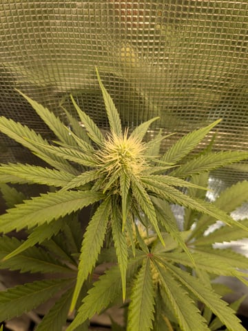 Perpetual Garden — flower, day 1