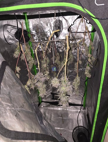 Grow 3 — flower, day 63