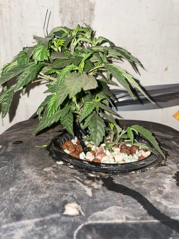 If it's Loose it's got to be a Unicorn.. — vegetative, day 5