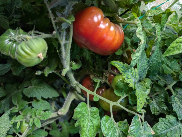 See what grows — vegetative, day 331