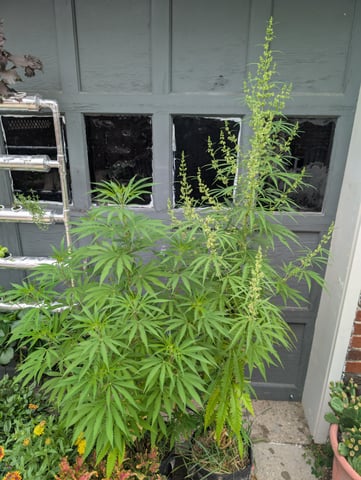 outdoor — vegetative, day 101