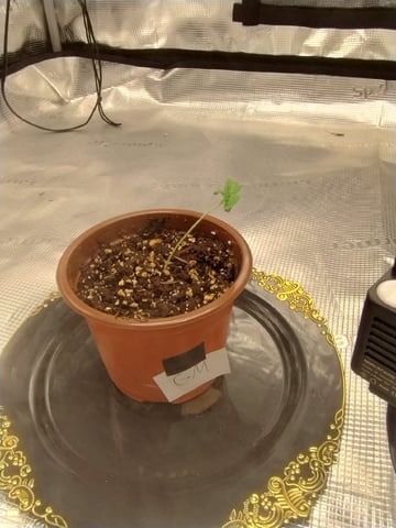 Photo Time📸🕞 — seedling_rooting, day 11