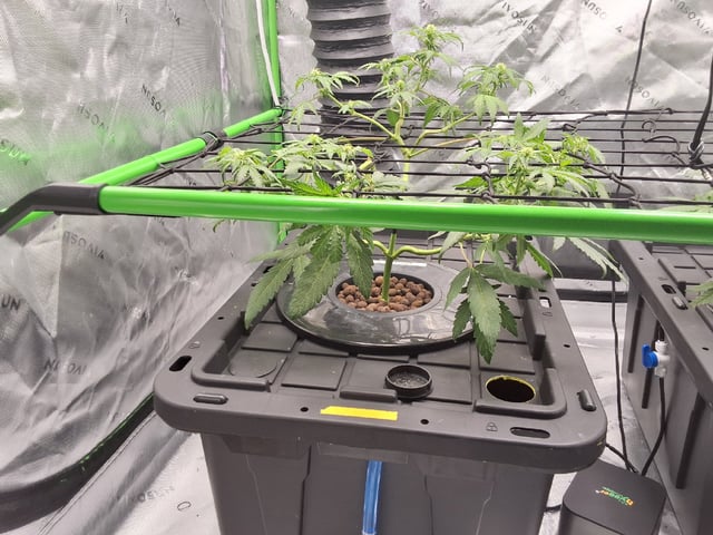 STELLA — flower, day 66