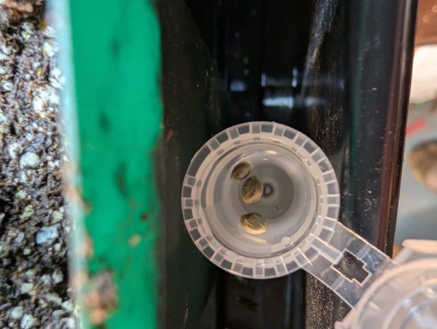 Bloody Mango — germination, day 1