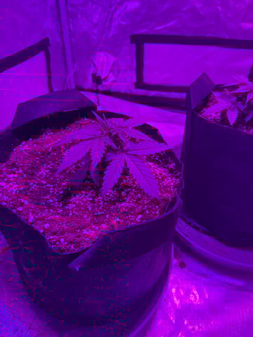 First Auto — vegetative, day 24