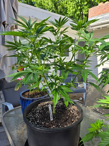 Banana Kush / Durban Poison / C99-Riddle OG — flower, day 34