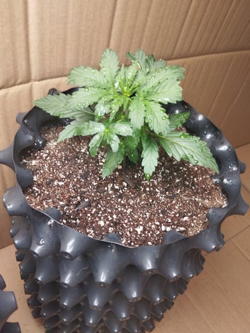 F1 apollo — vegetative, day 10