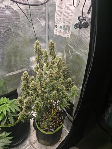 Gorilla Cookies auto  — flower, day 76