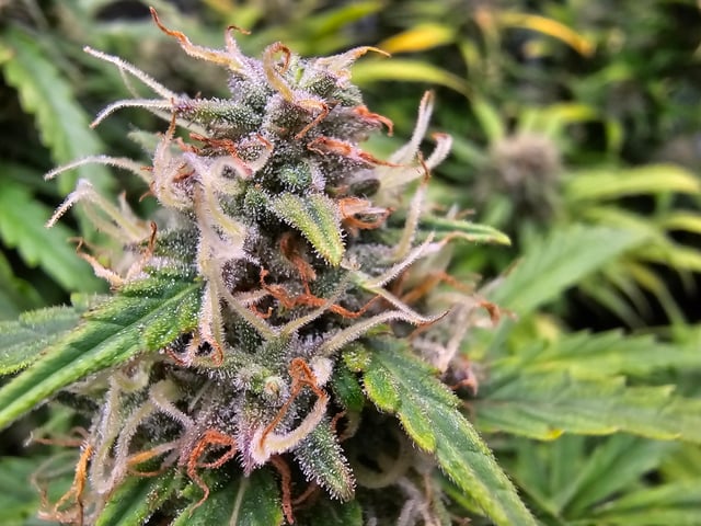 candy bubatz xl — flower, day 1