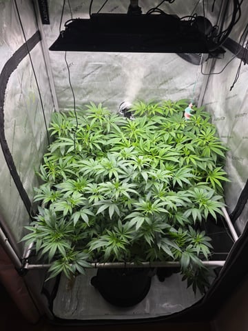 ethos genetics  — flower, day 63