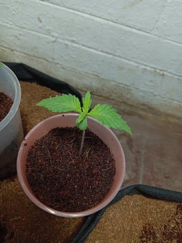 Random  — seedling_rooting, day 28