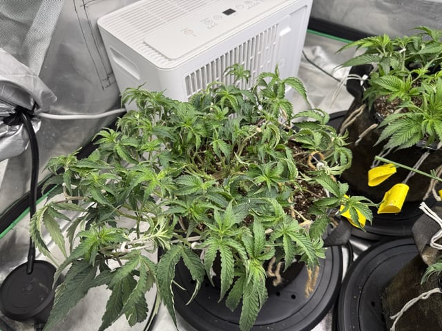 Late Season Start  — vegetative, day 42