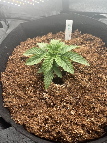 My First Four — vegetative, day 22