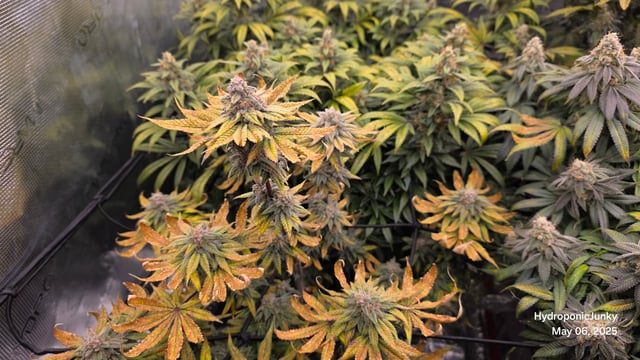 Grow #1 — flower, day 111