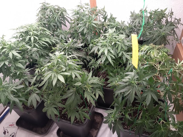 10x Critical Feminisiert from Ganjafarmerseeds  — flower, day 75