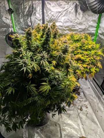 First Legal Grow — flower, day 133