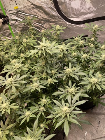 Clones GodFather OG Clones — flower, day 80