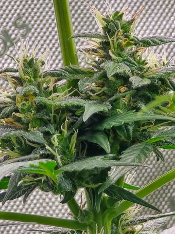 Purple Haze  — flower, day 82