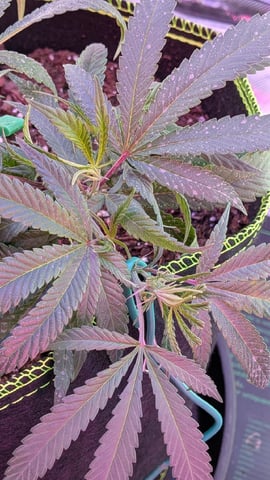Dolly — vegetative, day 9