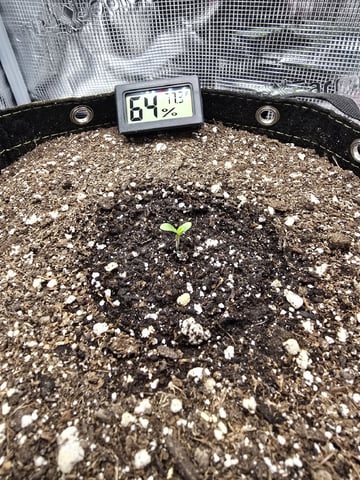 mc nuggets r1 — seedling_rooting, day 1