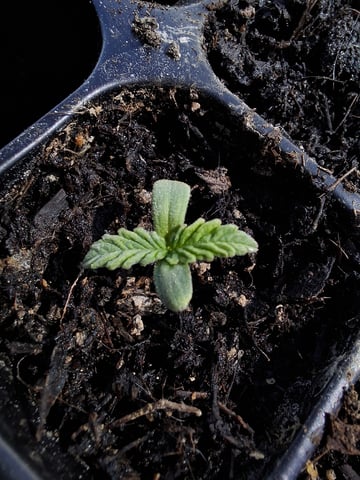 Trial — seedling_rooting, day 9