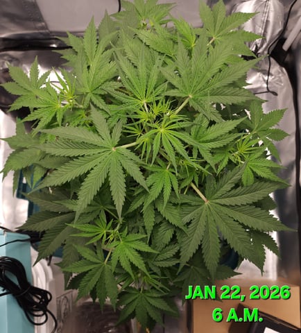Dos Si Dos. Indica — vegetative, day 28
