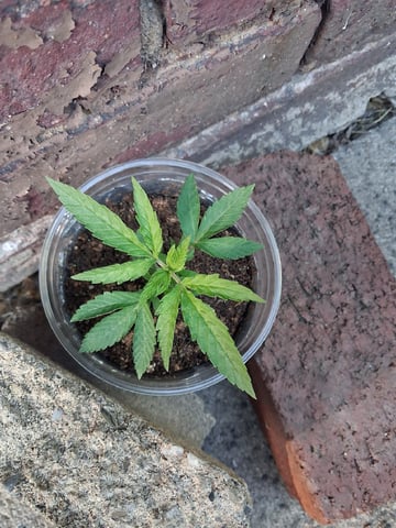 My First Grow — vegetative, day 39