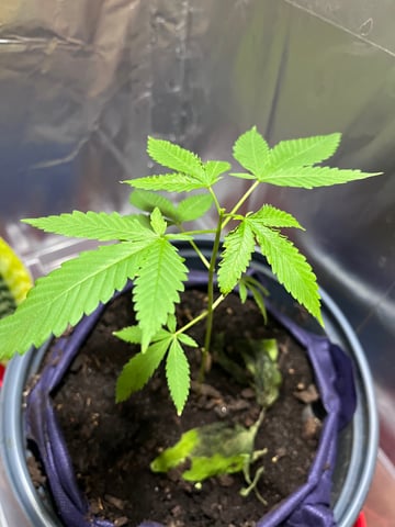 My Devine Conscious  — vegetative, day 46