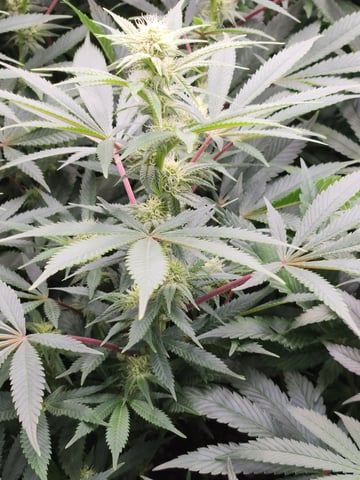 Mandarin Cookies V2 & Grape Diamonds — flower, day 47