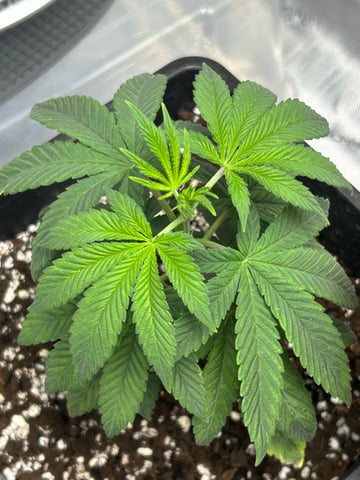 Stardust OG  — vegetative, day 22