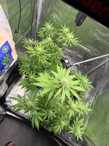  Trying to go big — flower, day 102