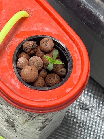 The First One — seedling_rooting, day 6